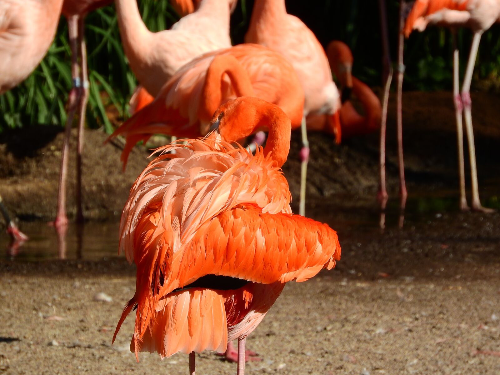 Nikon Coolpix P610 sample photo. Flamingo cuban, phoenicopterus ruber photography