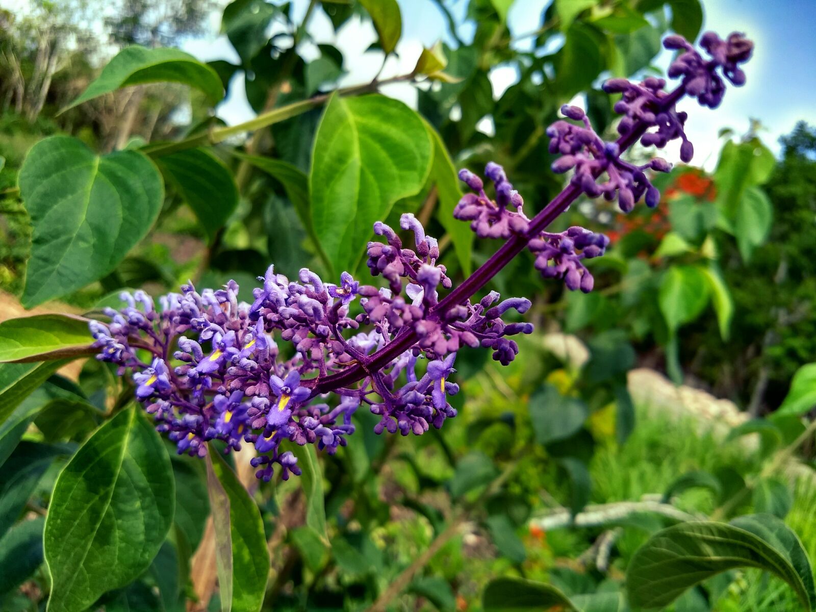 Motorola Moto G (5) Plus sample photo. Flower, green, blue photography