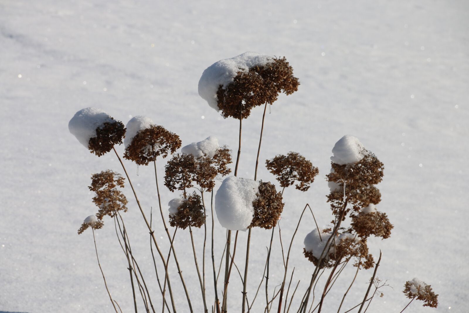 Canon EOS 70D sample photo. Winter, plant, cold photography