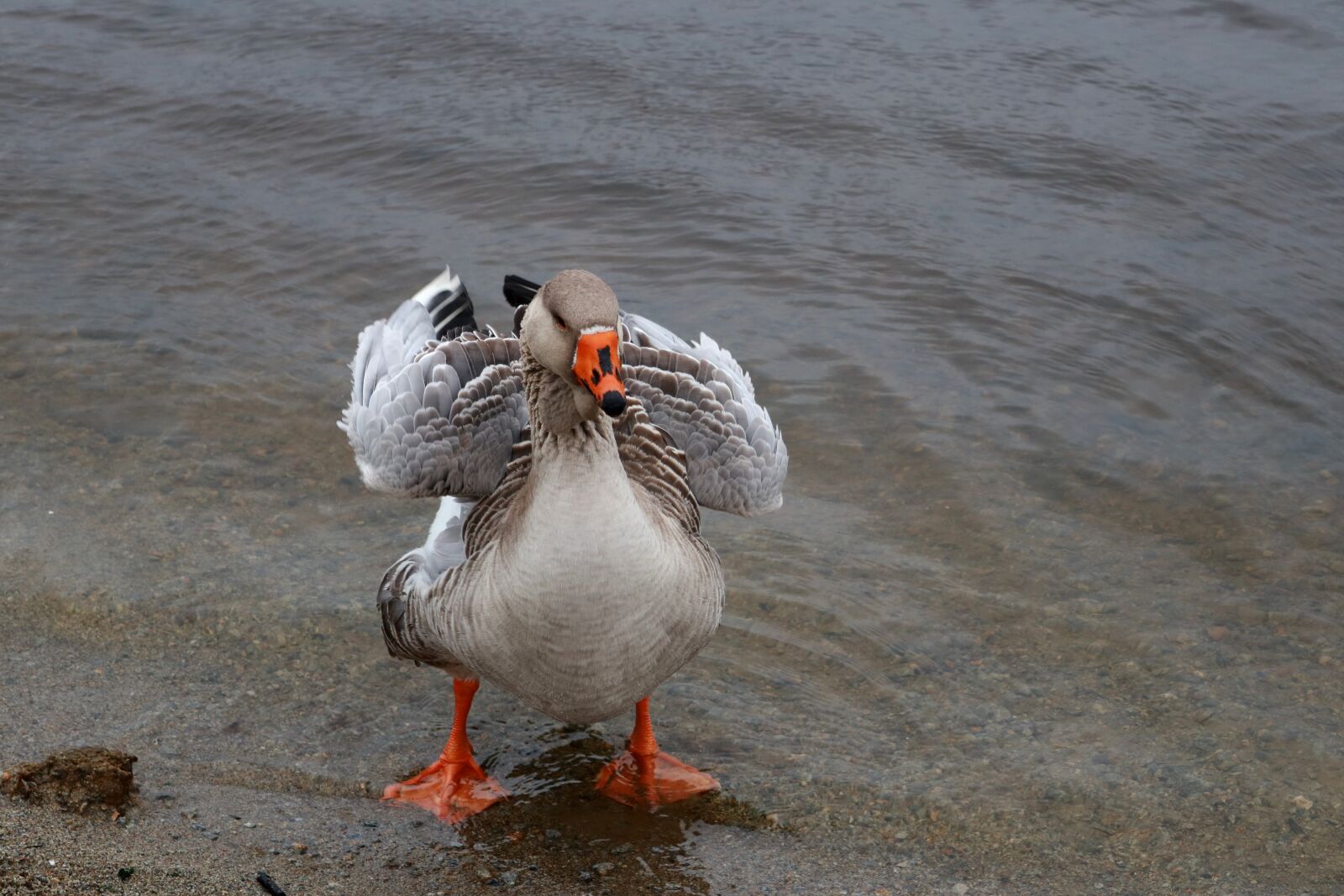 Canon PowerShot G1 X Mark III sample photo. Animal, goose, duck photography