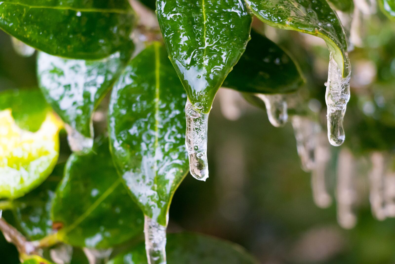 Canon EOS 200D (EOS Rebel SL2 / EOS Kiss X9) sample photo. Ice, plant, cold photography