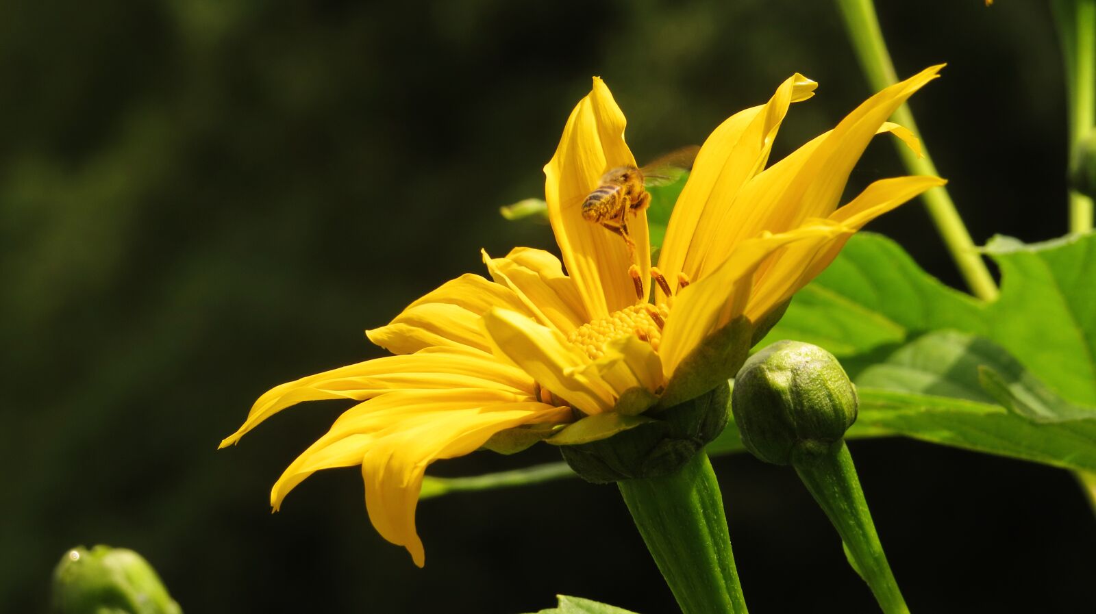 Canon PowerShot SX50 HS sample photo. Nature, flower, plant photography