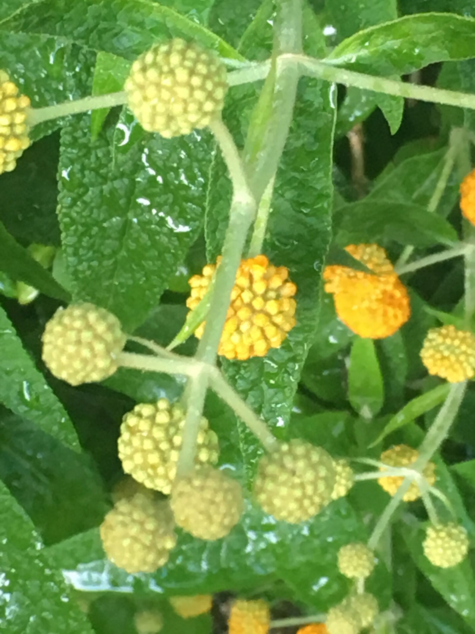 iPhone 6s back camera 4.15mm f/2.2 sample photo. Yellow, bobble, plant photography