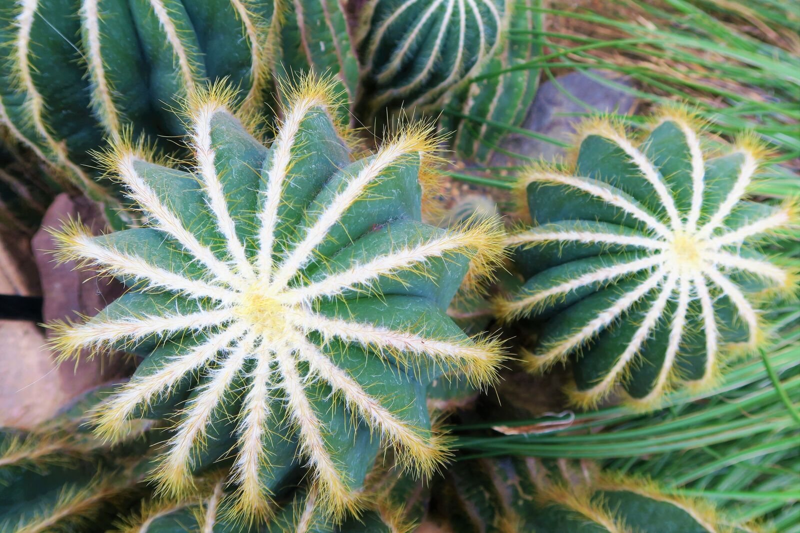Canon PowerShot G7 X sample photo. Cactus, nature, plant photography