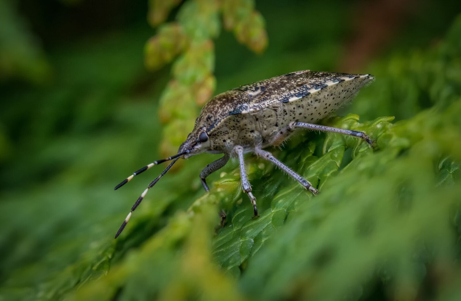 Nikon D7200 sample photo. Bug, grey garden bug photography