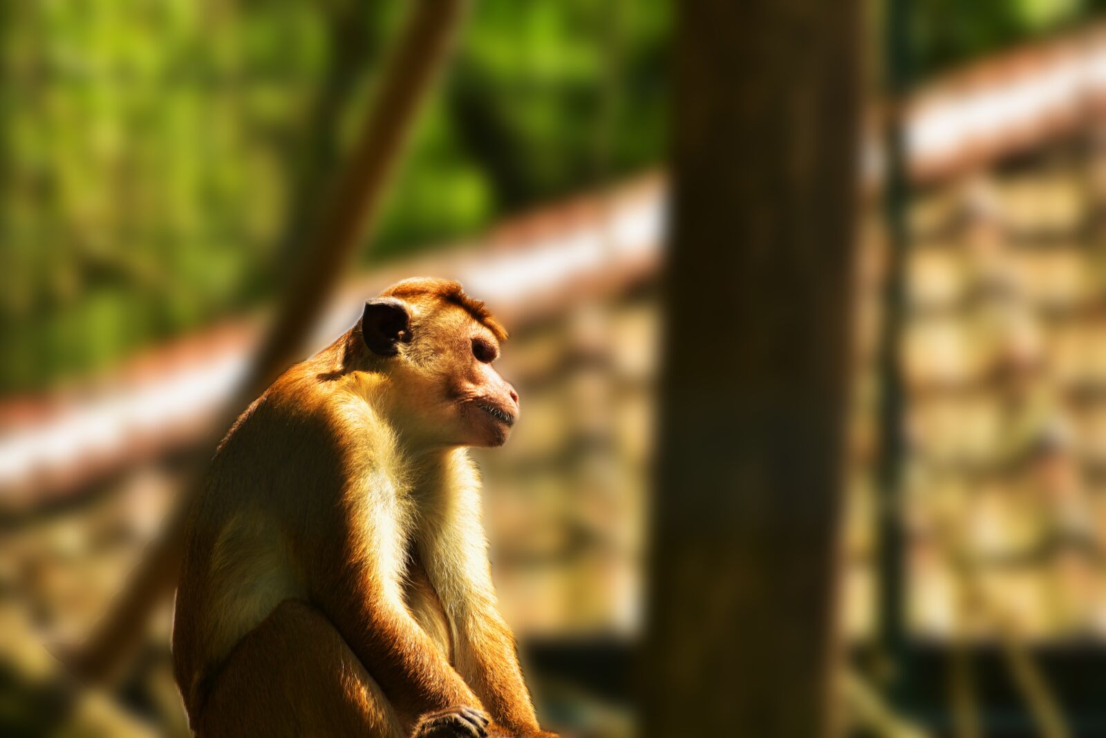 Nikon D750 sample photo. Monkey, primate, cage photography