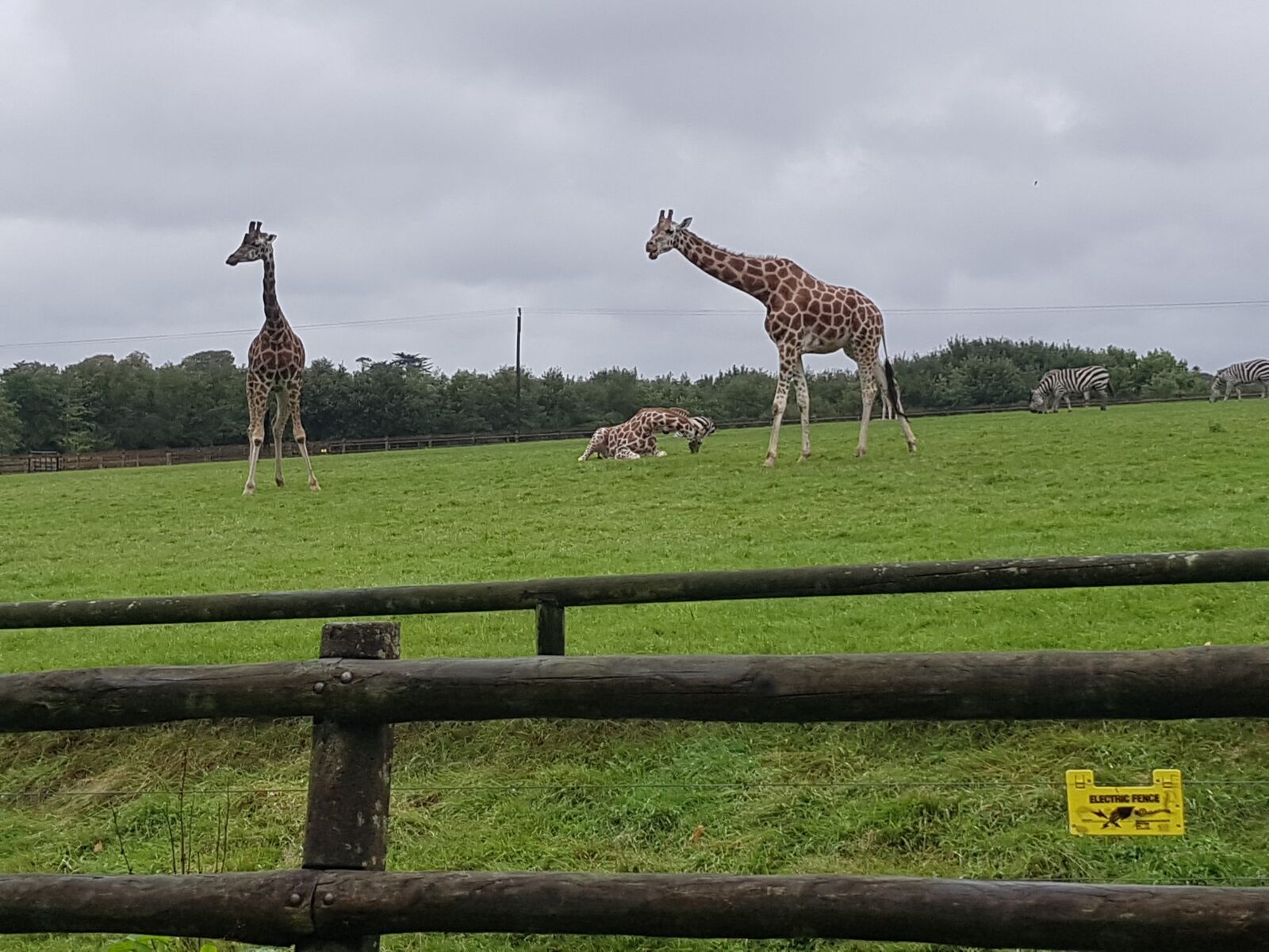 Samsung Galaxy S7 sample photo. Giraffe, wildlife, zoo photography