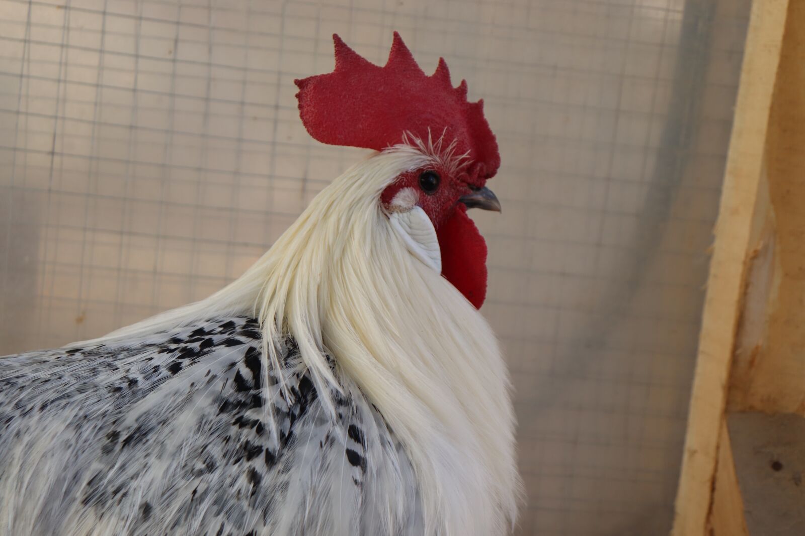 Canon EOS 200D (EOS Rebel SL2 / EOS Kiss X9) sample photo. Brakel, brakel chicken, brakel photography