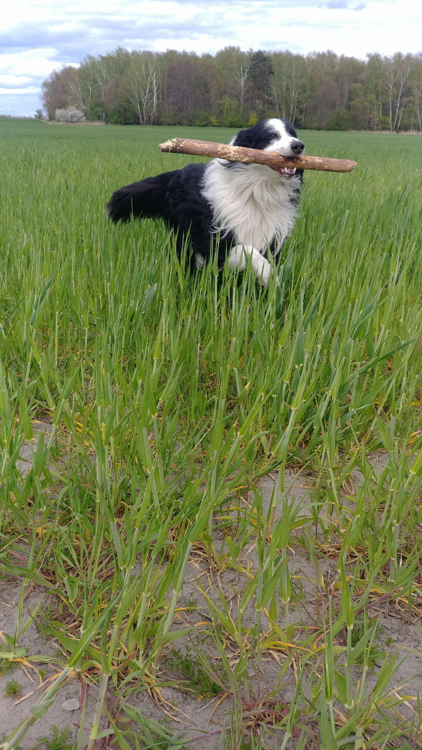 LG G6 sample photo. Dog, border collie, collie photography