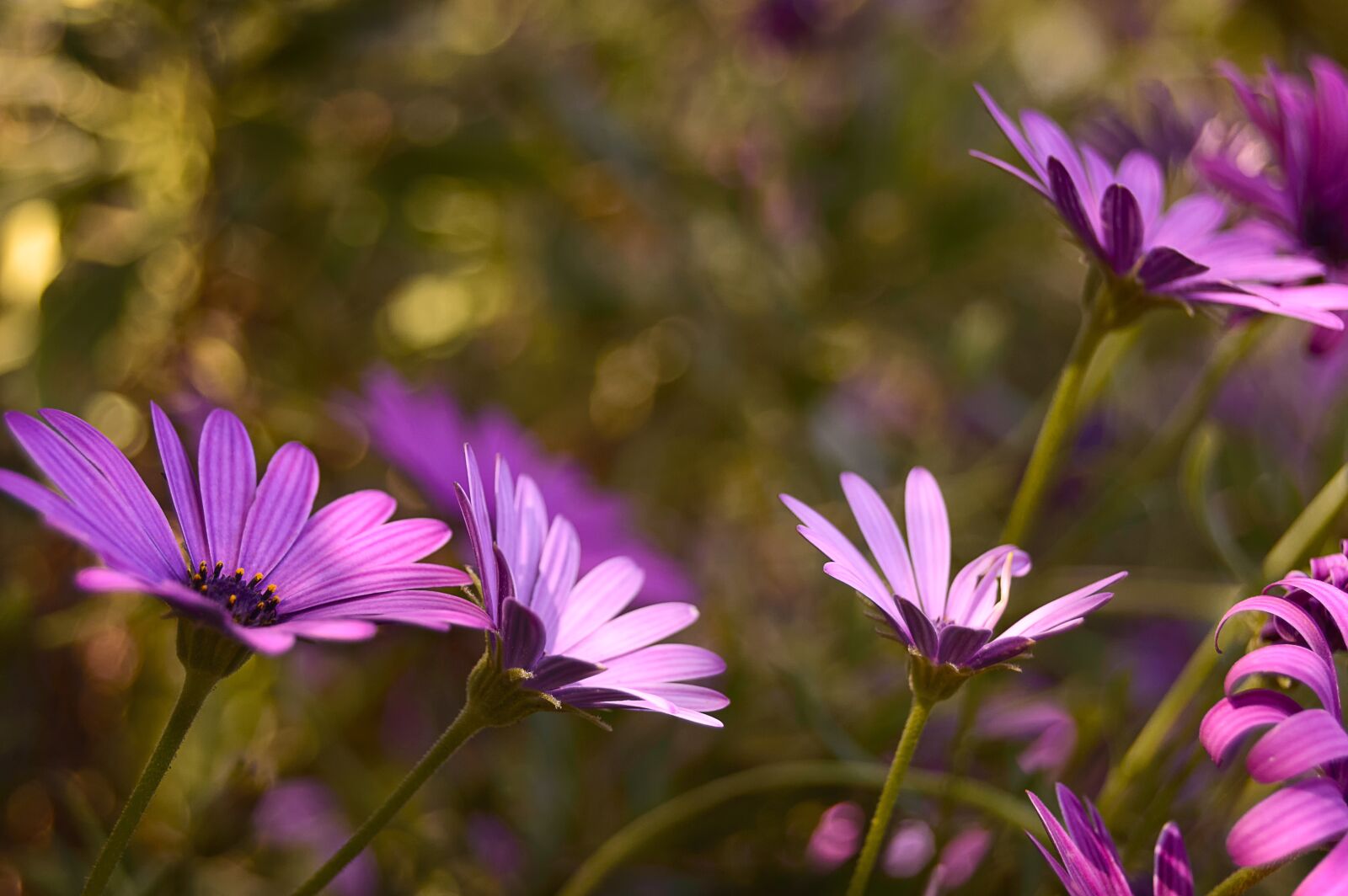 Nikon D3200 sample photo. Flowers, margaritas, daisies purple photography