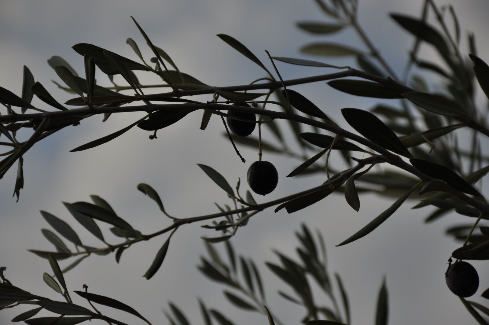 Nikon D90 sample photo. Olives, branch, leaves photography