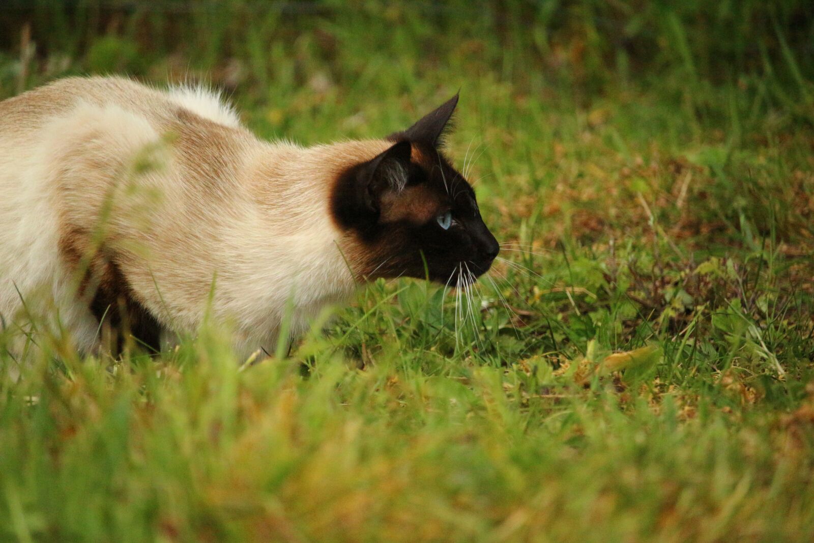 Canon EOS 100D (EOS Rebel SL1 / EOS Kiss X7) sample photo. Cat, mieze, kitten photography