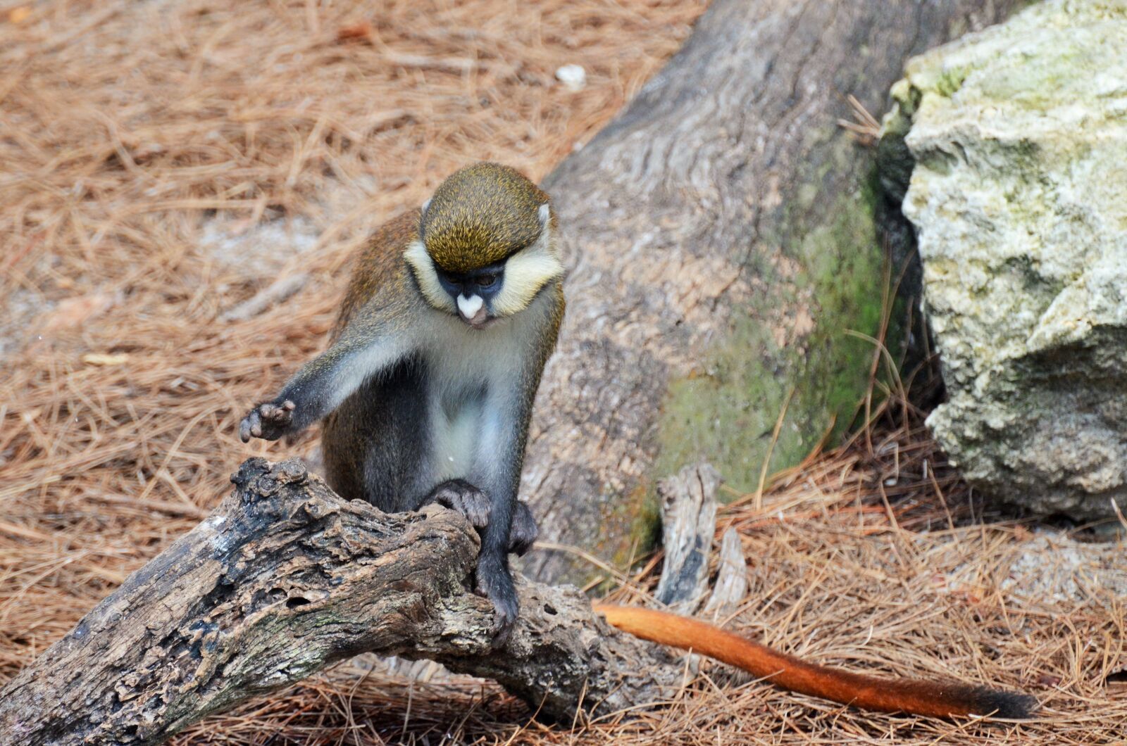 Nikon D5100 sample photo. Monkey, white-nosed monkey, monkey-tailed photography