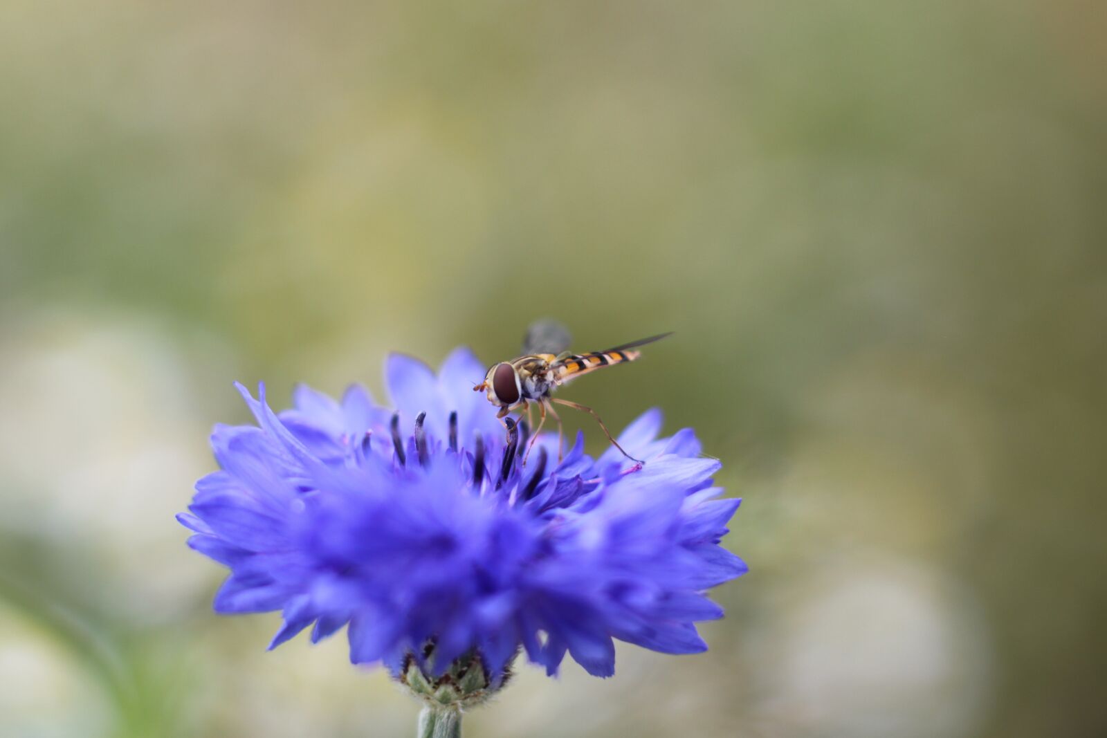 Canon EOS 500D (EOS Rebel T1i / EOS Kiss X3) sample photo. Flower, blossom, bloom photography
