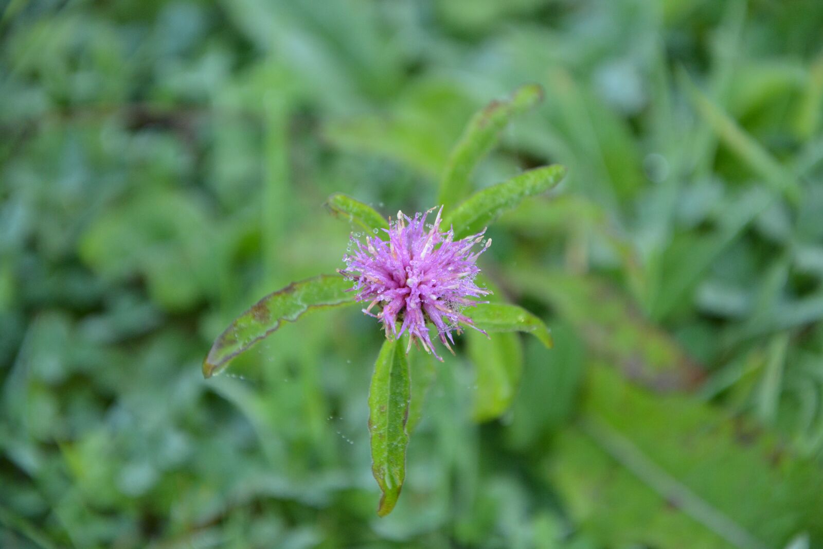 Nikon D5200 sample photo. Flower of red clover photography