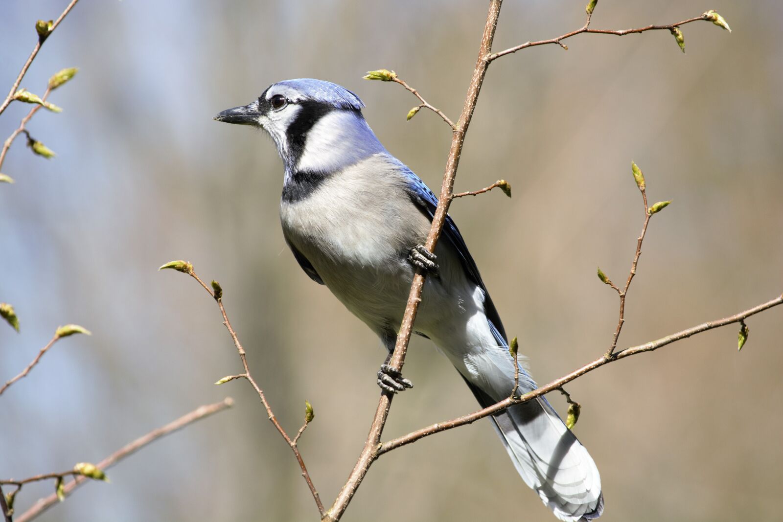 Nikon D7100 sample photo. Blue jay, perched, branch photography