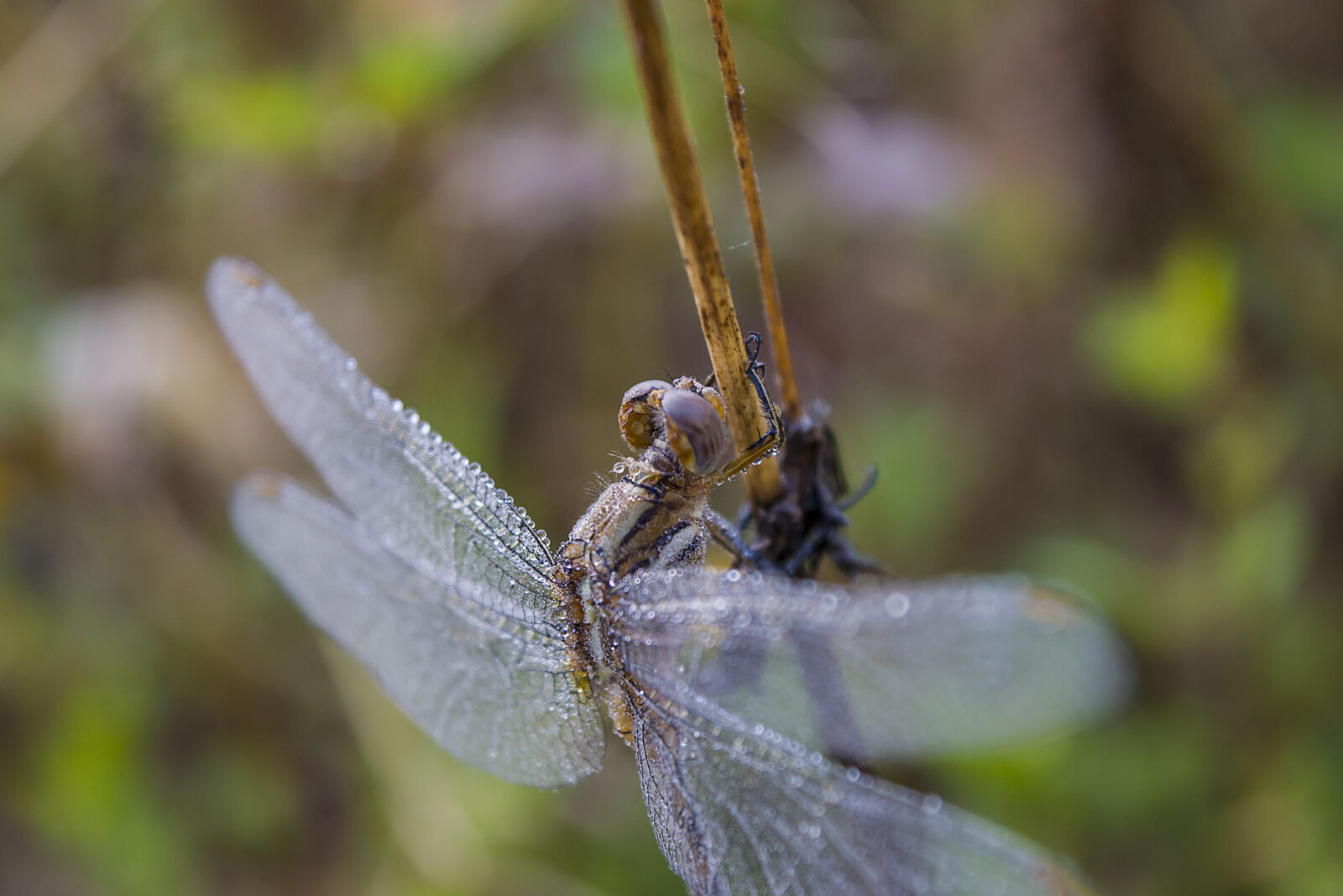 Nikon D3300 sample photo