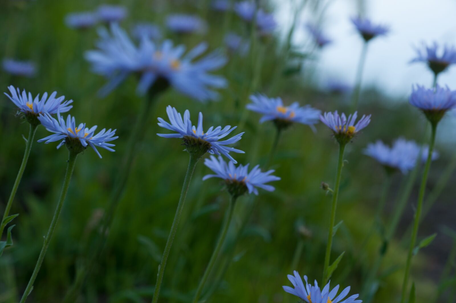 Nikon D90 sample photo. Field, flower, purple photography