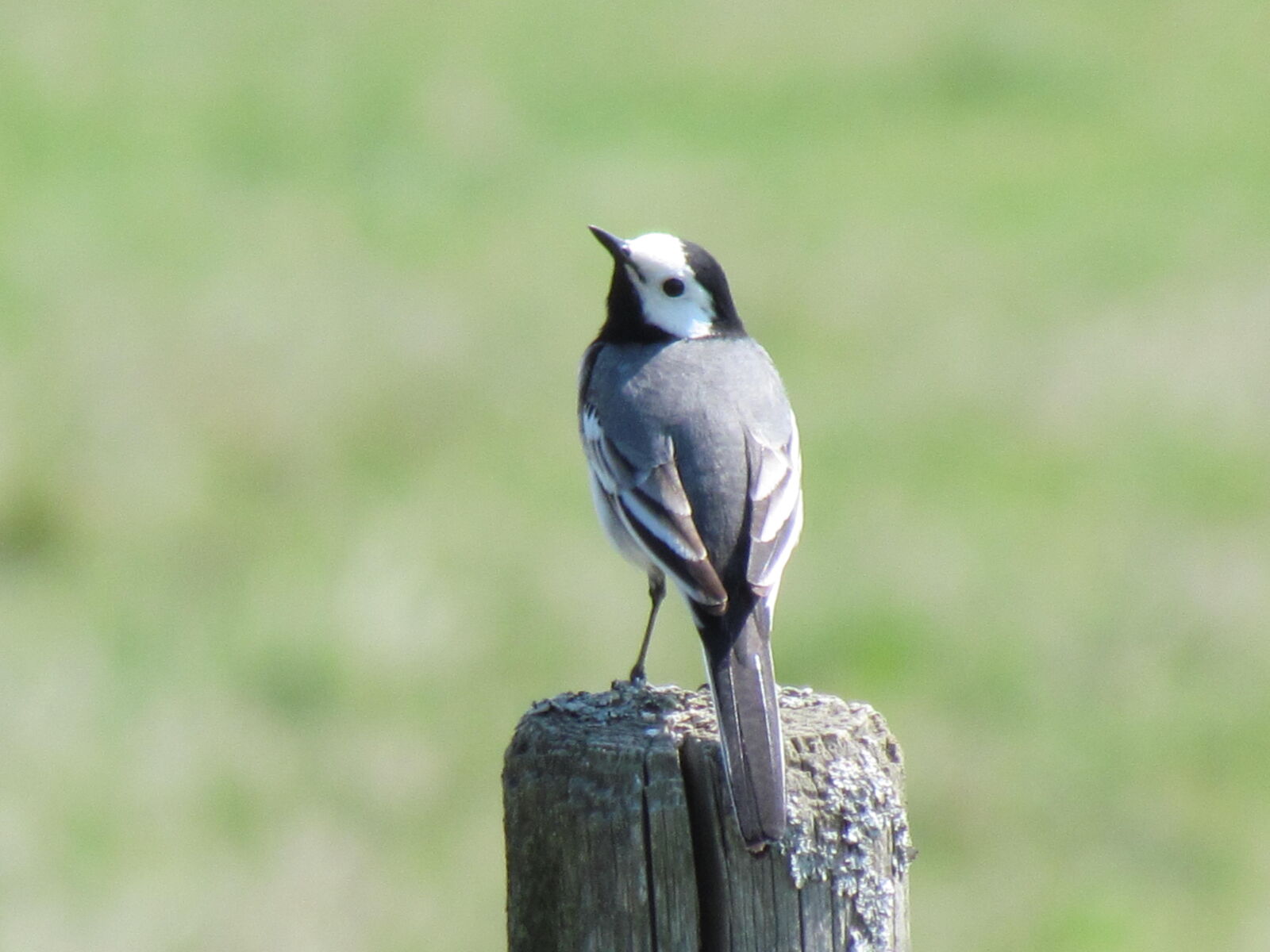 Canon PowerShot SX30 IS sample photo. Small, bird photography
