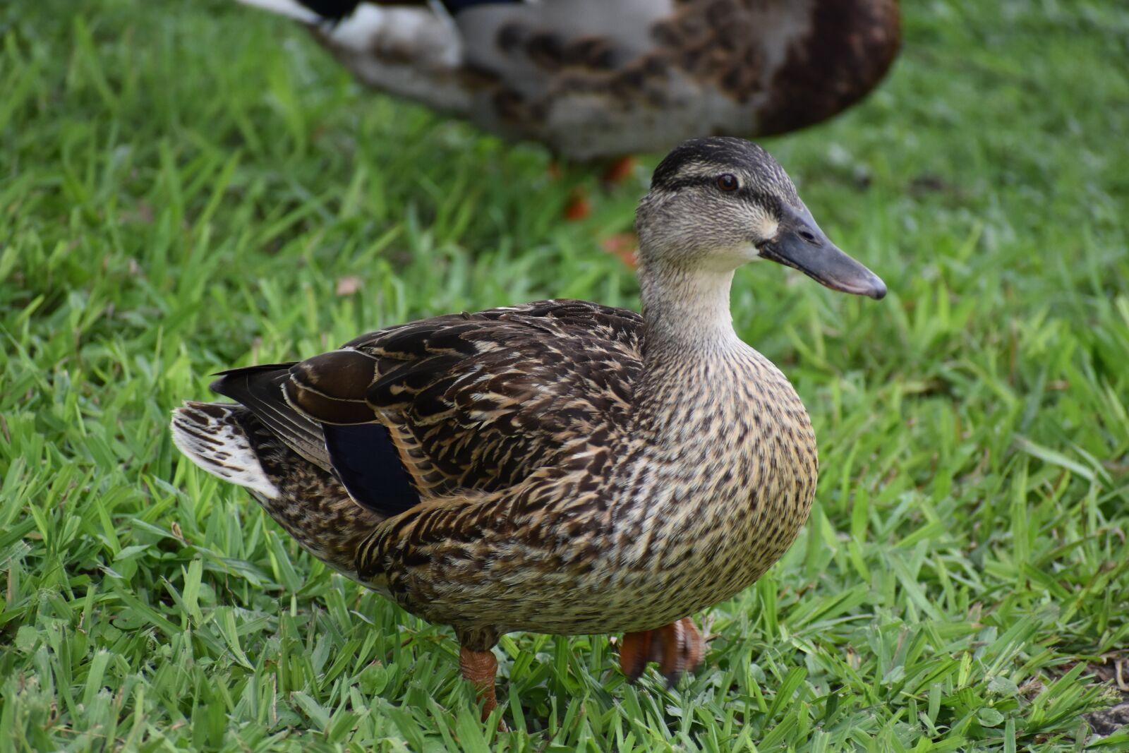 Nikon D3500 sample photo. Duck, bird, mammal photography
