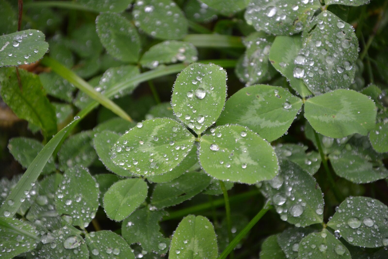 Nikon D5200 sample photo. Clover, leaf clovers green photography