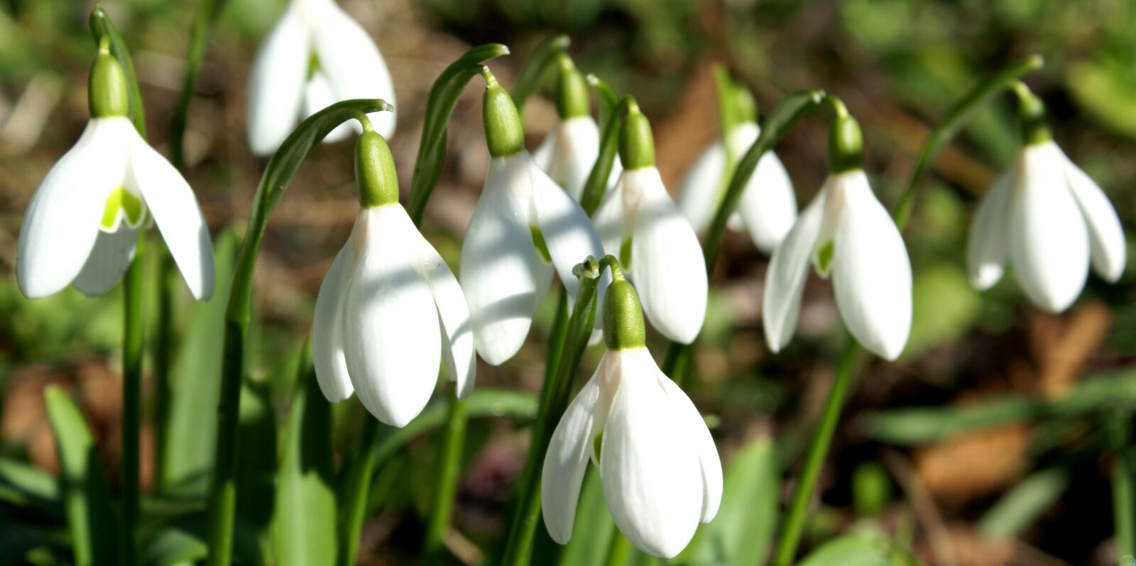 Sony Alpha DSLR-A100 sample photo. Schneeglocken, spring, flowers photography