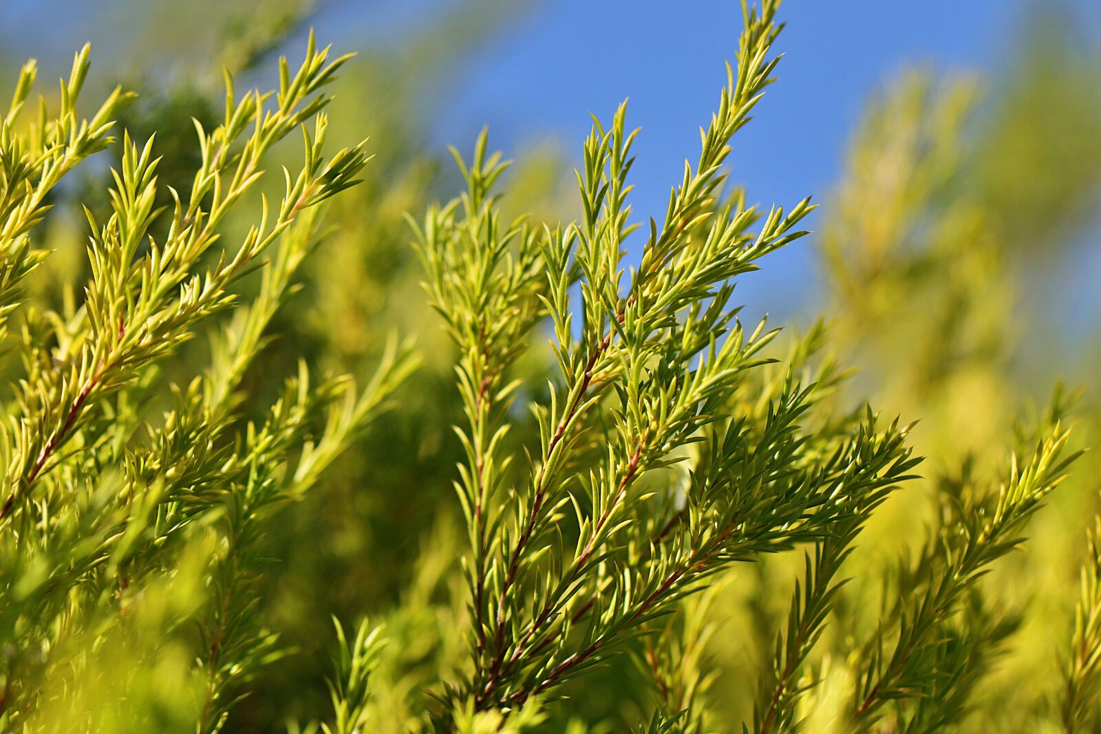 Canon EOS 80D sample photo. Golden diosma, plant, shrub photography