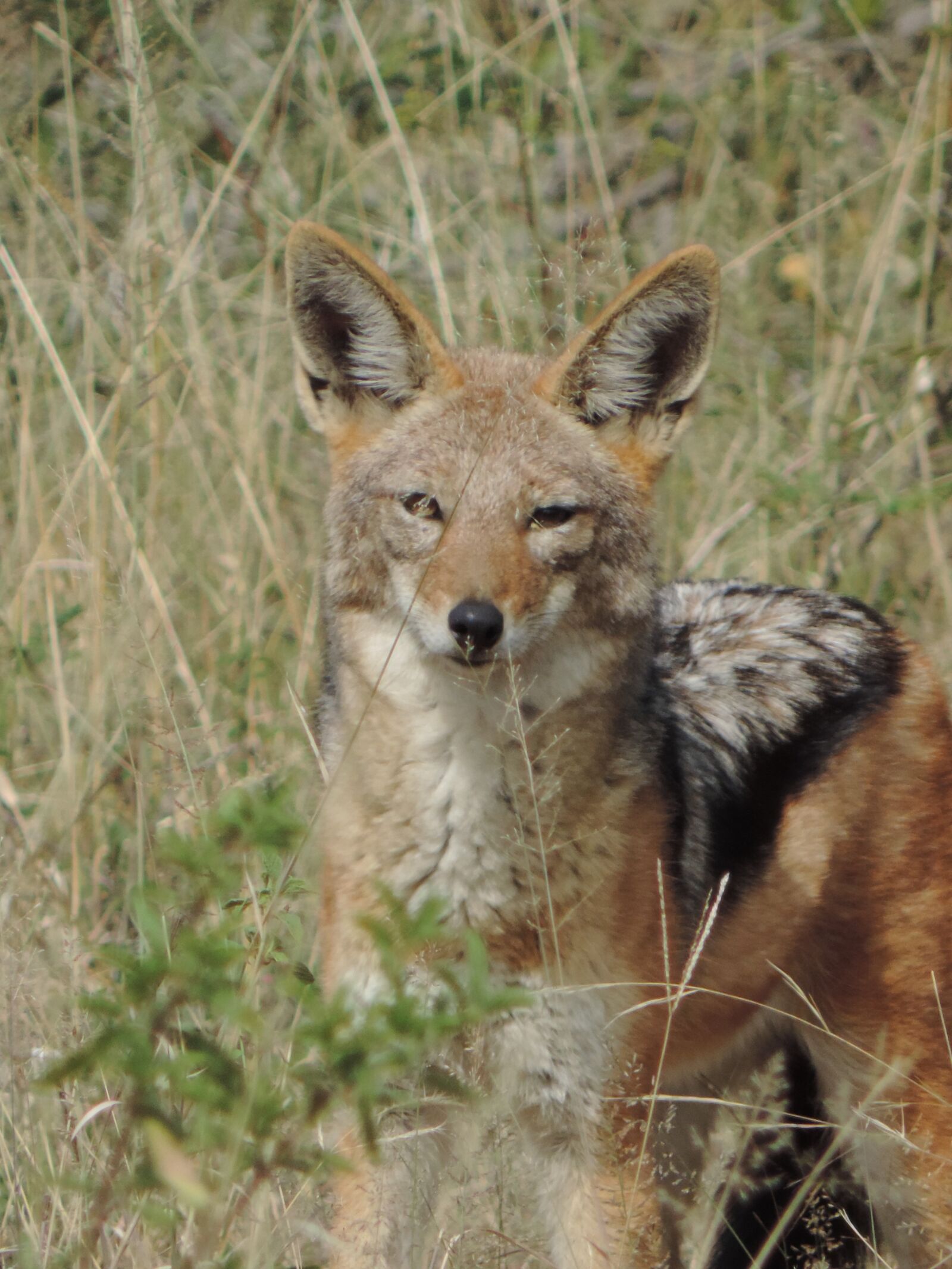 Nikon Coolpix P520 sample photo. Blackbacked, jackal, wild photography
