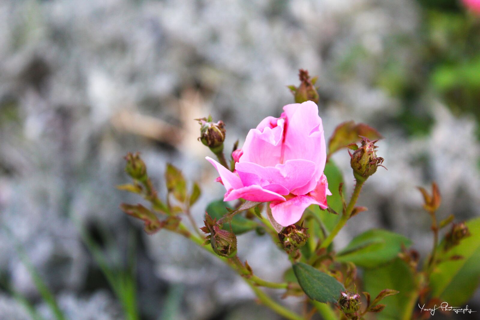 Canon EOS 1200D (EOS Rebel T5 / EOS Kiss X70 / EOS Hi) sample photo. Aperture, beautiful, flowers, canon photography