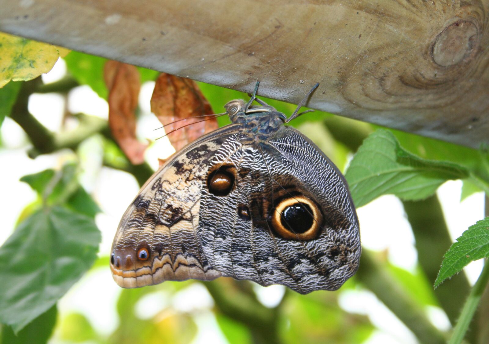 Canon EOS 350D (EOS Digital Rebel XT / EOS Kiss Digital N) sample photo. Butterfly, insect, public record photography