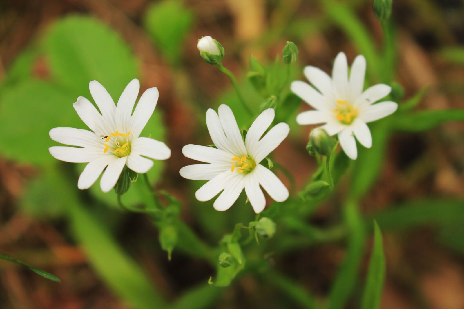 Canon EOS 1100D (EOS Rebel T3 / EOS Kiss X50) sample photo. Flowers, spring, beautiful photography