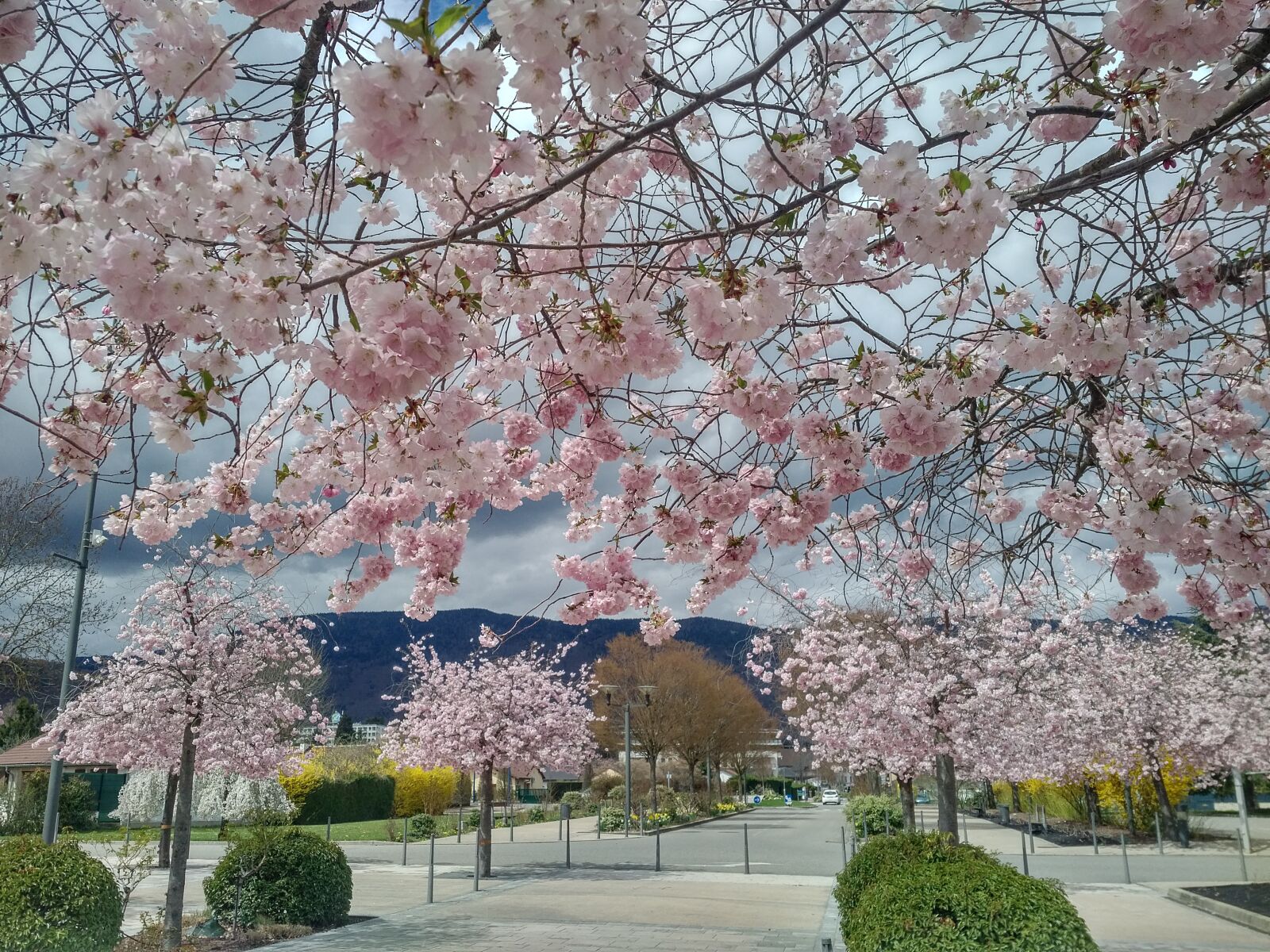 QCOM-AA QCAM-AA sample photo. Cherry, cherry blossom, blossom photography