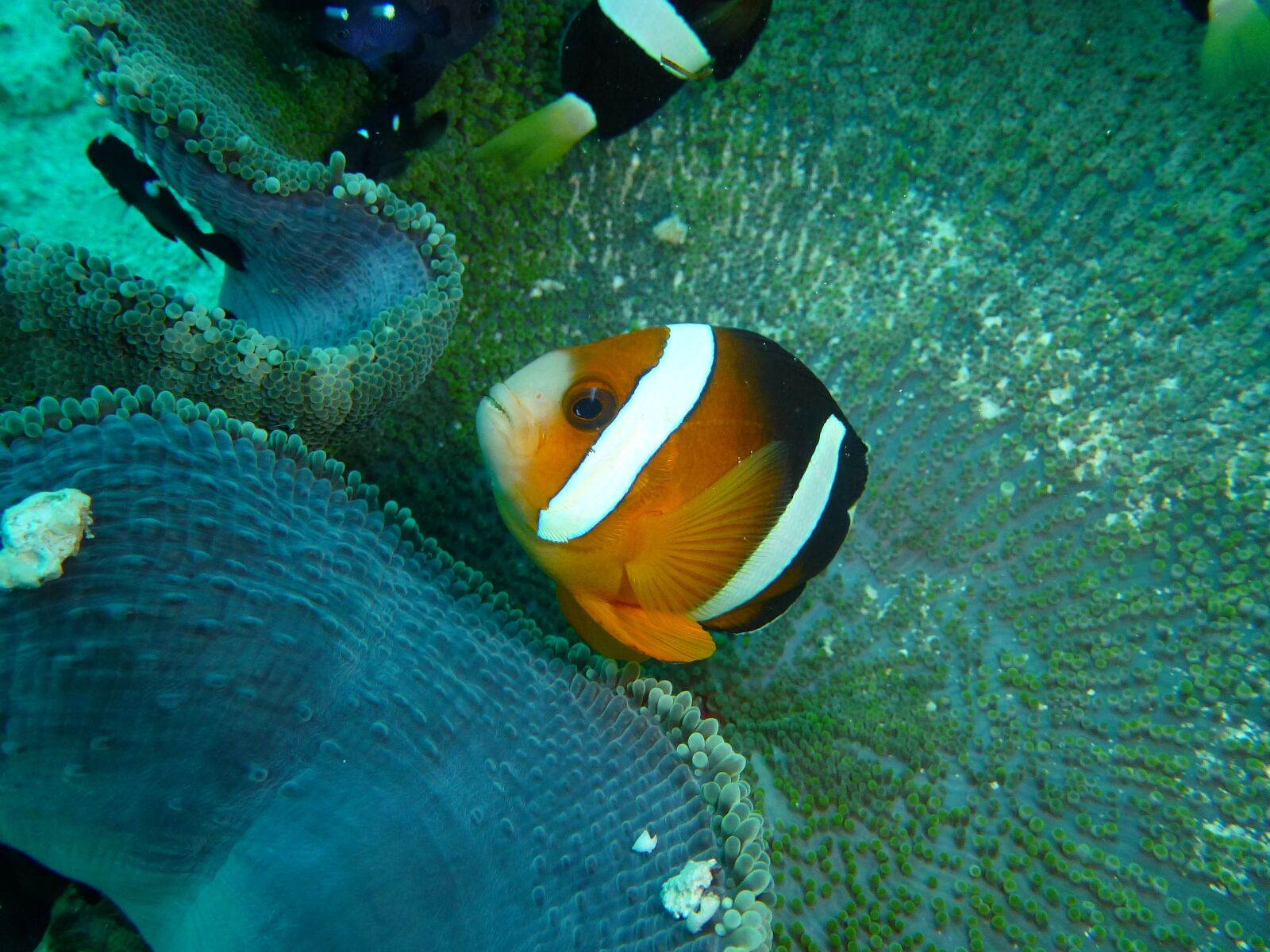Panasonic Lumix DMC-ZS10 (Lumix DMC-TZ20 / Lumix DMC-TZ22) sample photo. Clown fish, clown, anemone photography