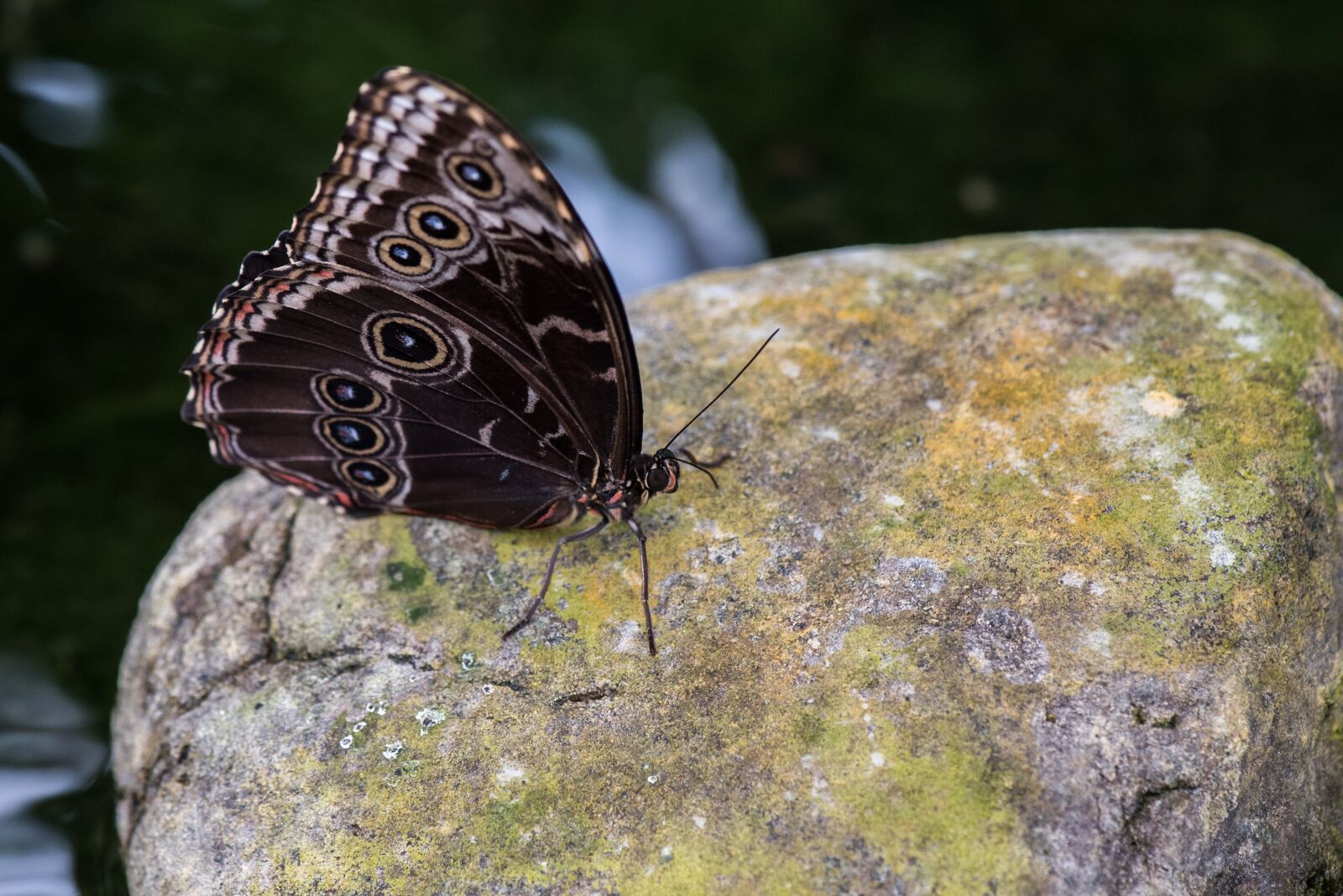 Nikon D750 sample photo. Butterfly, macro, pose photography