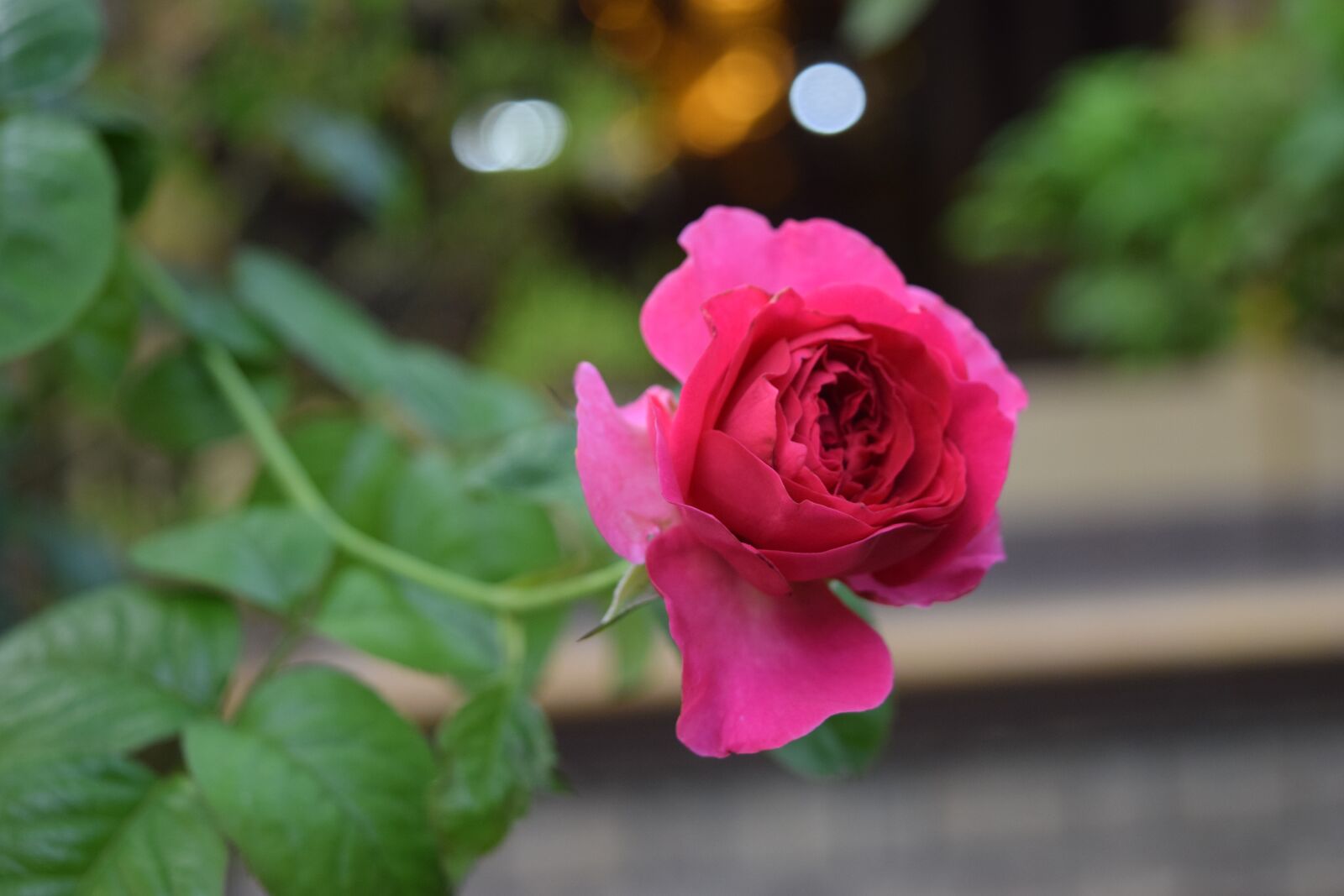 Nikon D3300 sample photo. Natural, roses, flower photography