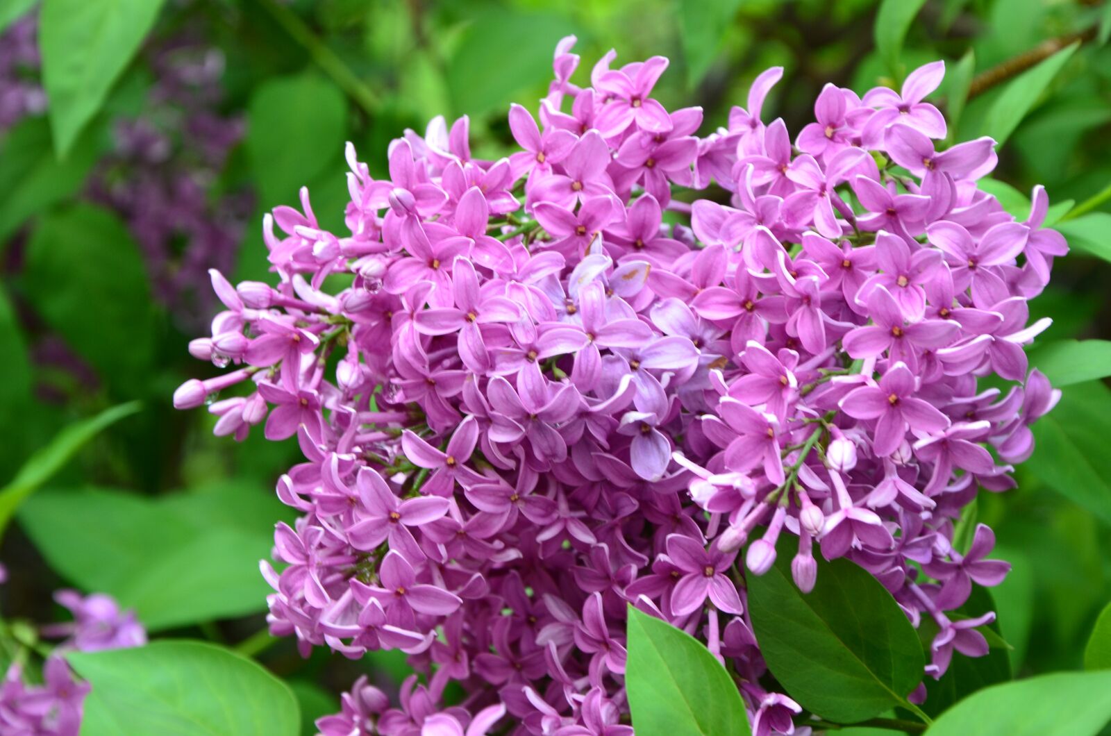 Nikon D7000 sample photo. Flower, violet, nature photography