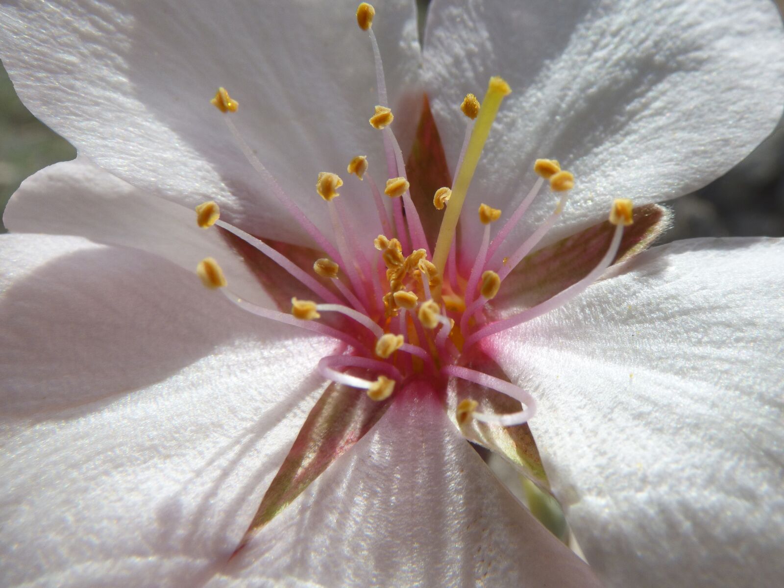 Panasonic Lumix DMC-FZ70 sample photo. Almond flower, petals, stigma photography