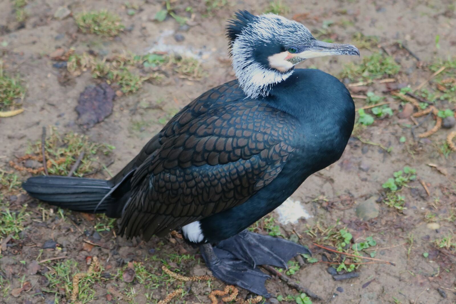 Canon EOS 750D (EOS Rebel T6i / EOS Kiss X8i) sample photo. Cormorant, bird, water bird photography