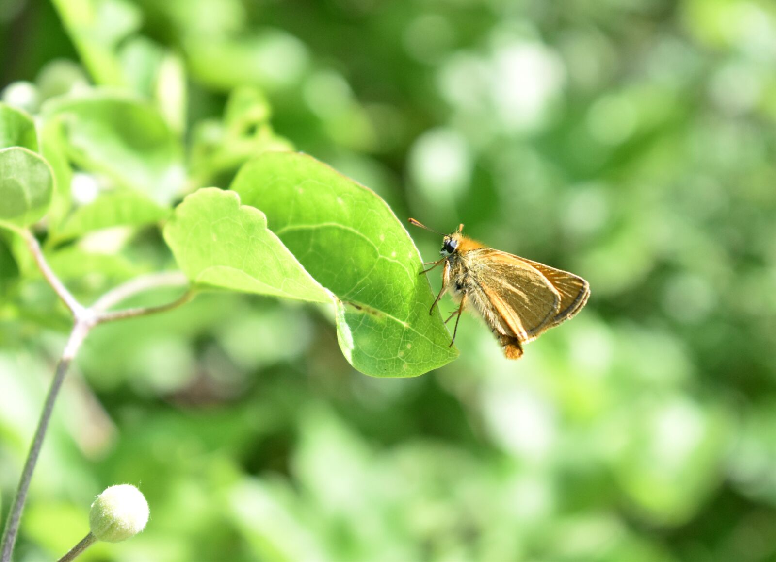 Nikon D3500 sample photo. Butterfly, beautiful, summer photography
