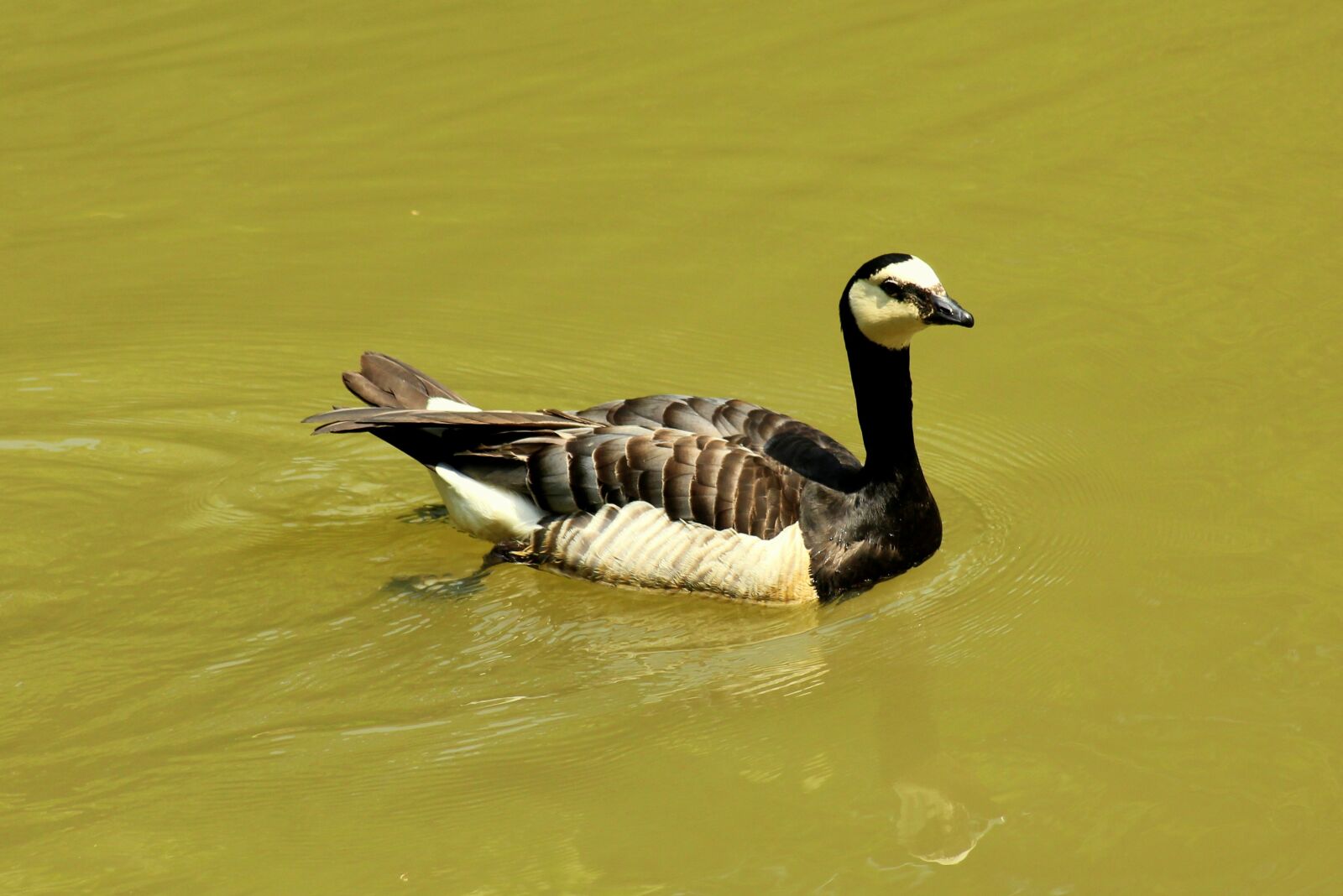 Canon EOS 1200D (EOS Rebel T5 / EOS Kiss X70 / EOS Hi) sample photo. Bernikla canadian, goose, bird photography