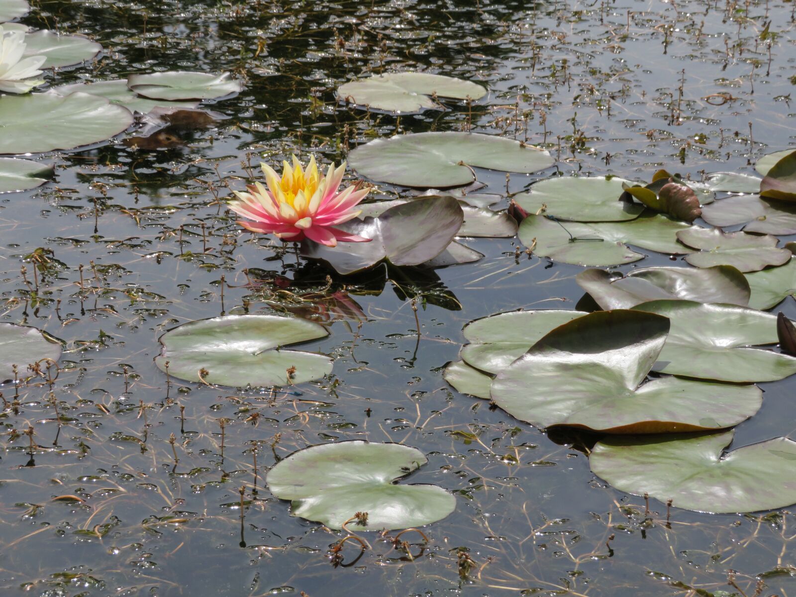 Canon PowerShot SX540 HS sample photo. Water, waterlily, lily photography