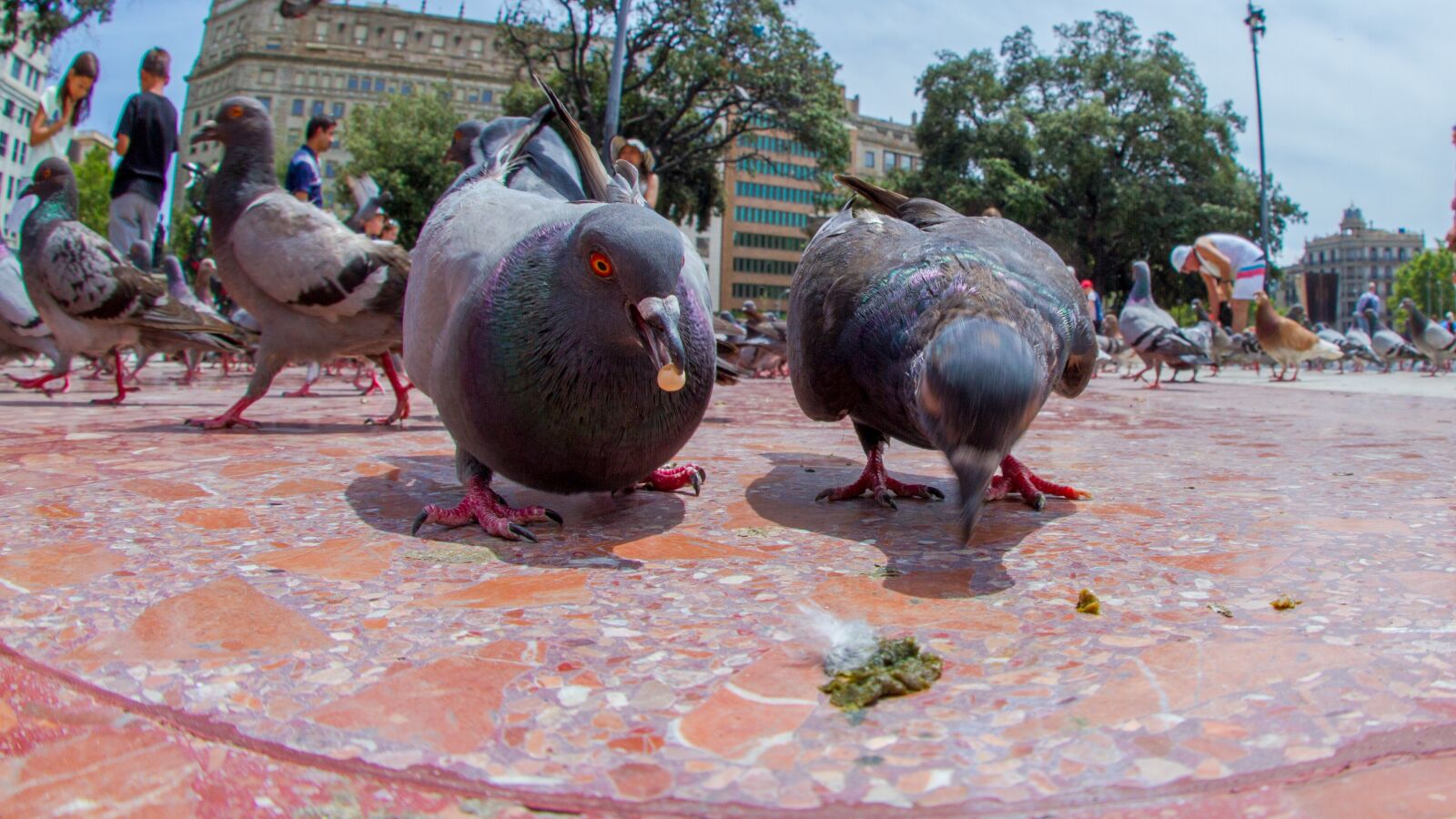 Canon EOS 7D sample photo. Pigeons, eating, plaza photography