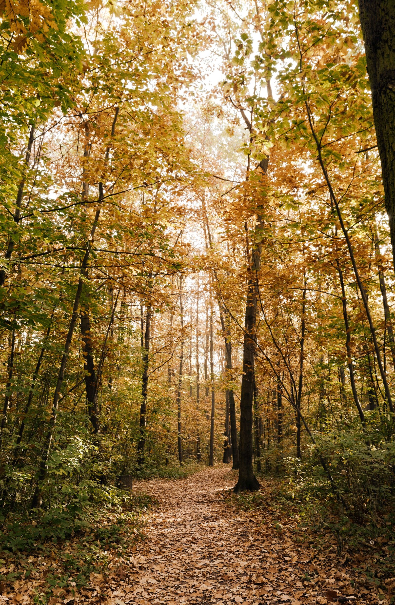 Nikon D3100 sample photo. Landscape, nature, autumn photography
