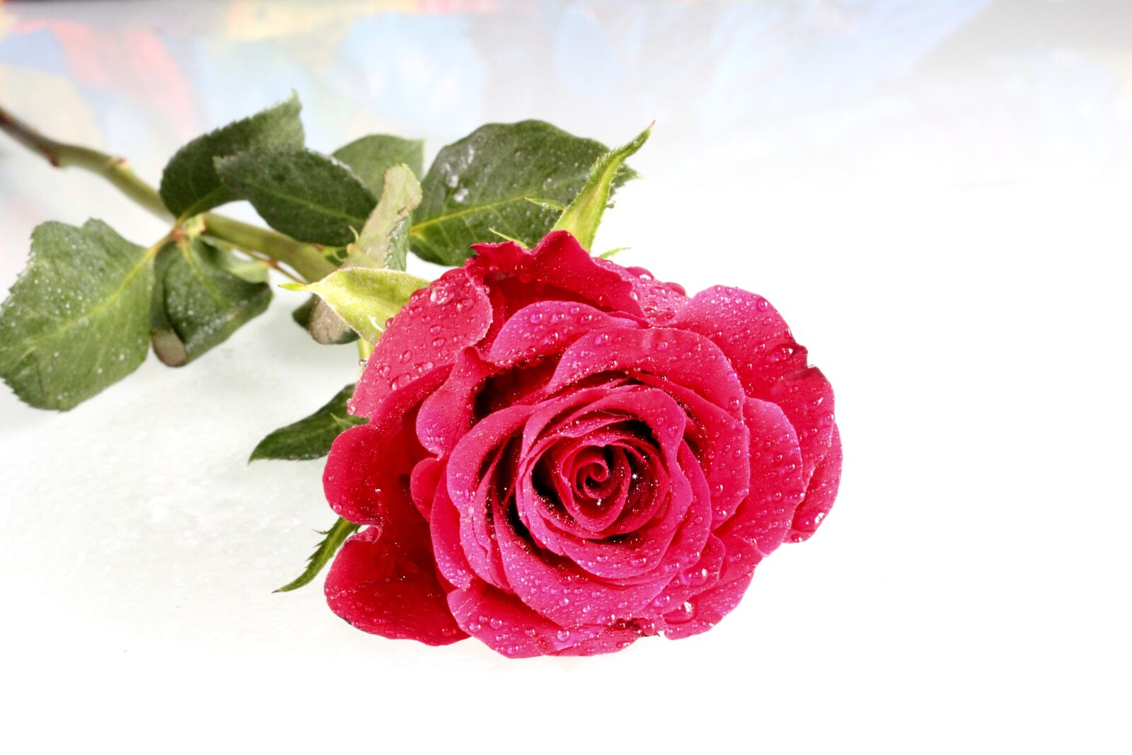 Canon EOS 600D (Rebel EOS T3i / EOS Kiss X5) sample photo. Rose, nature, flower photography