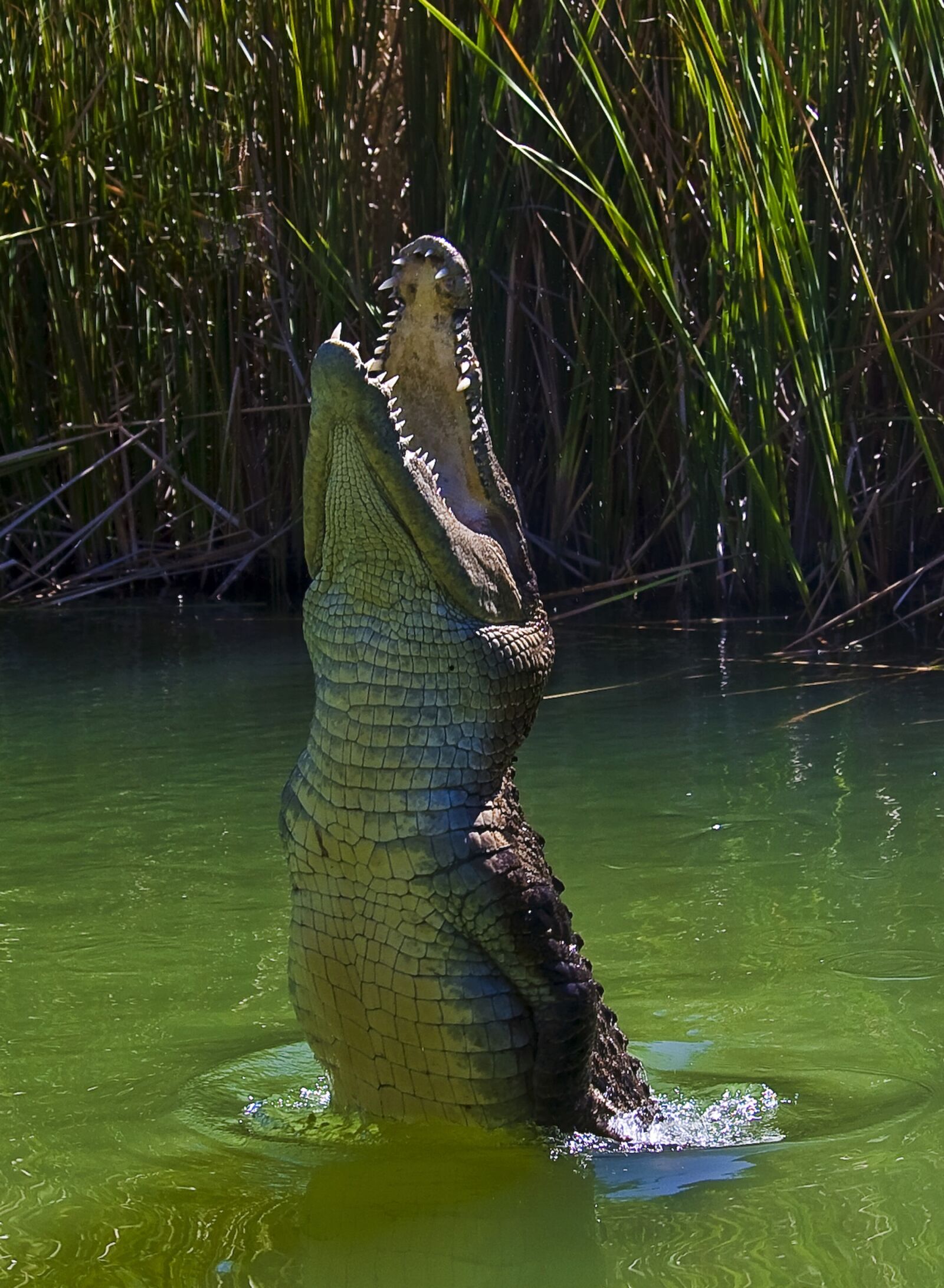 Canon EOS 20D sample photo. Crocodile, animals, water photography