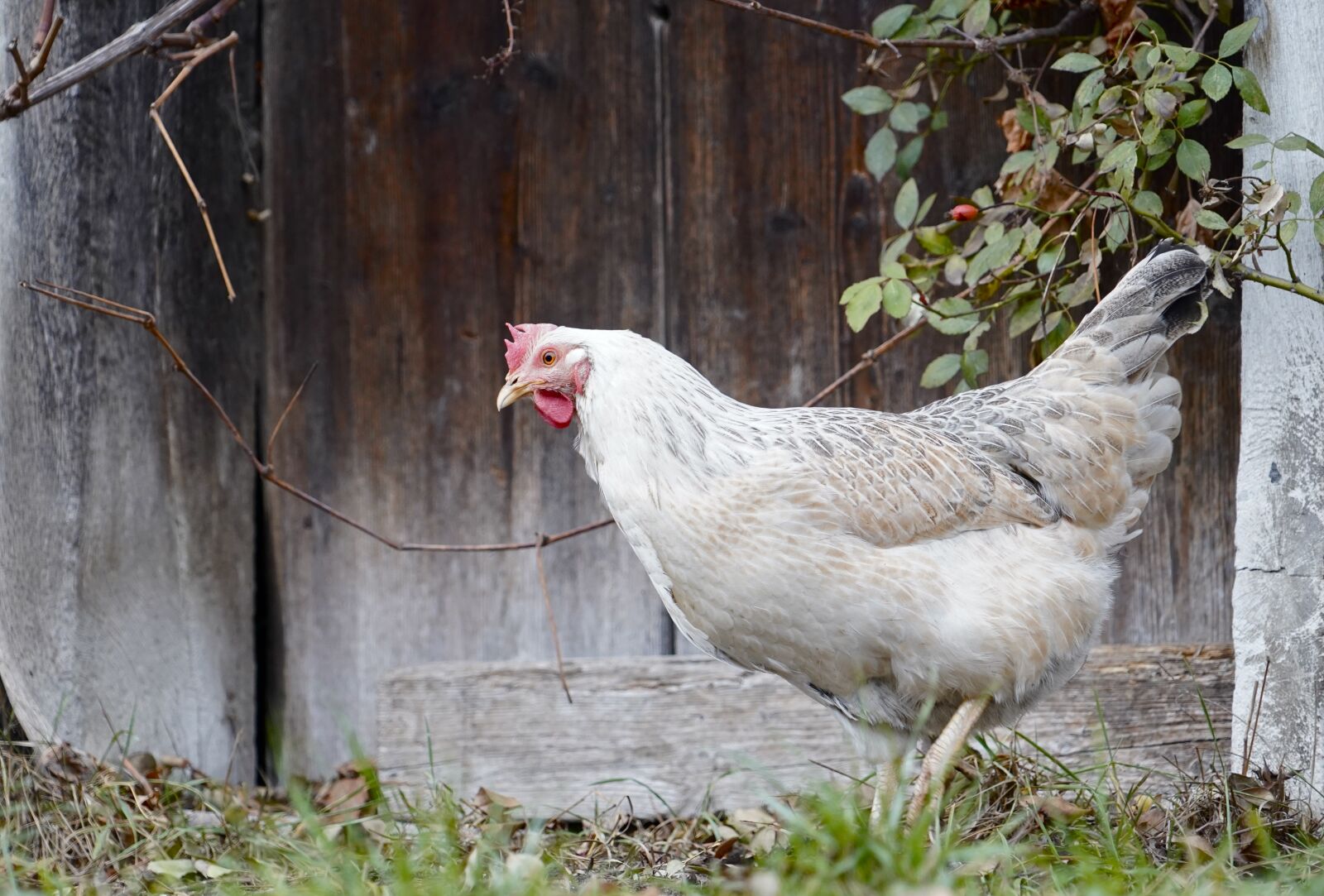Sony a7 III sample photo. Chicken, biohuhn, chicks photography