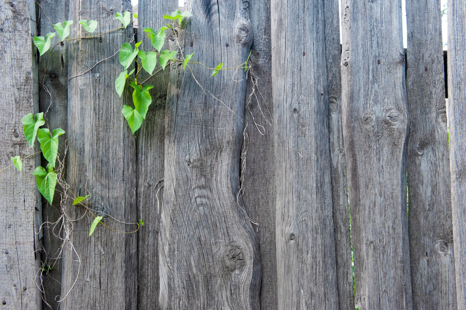 Nikon D700 sample photo. Fence, texture, old photography