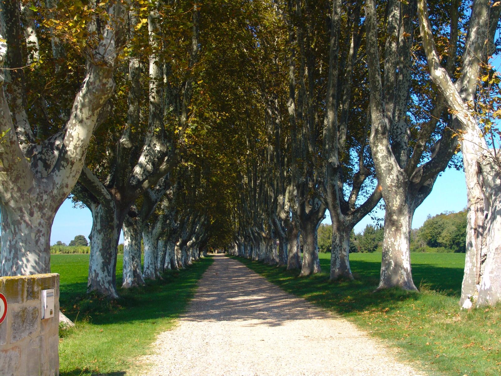 Sony DSC-F828 sample photo. Away, trees, avenue photography