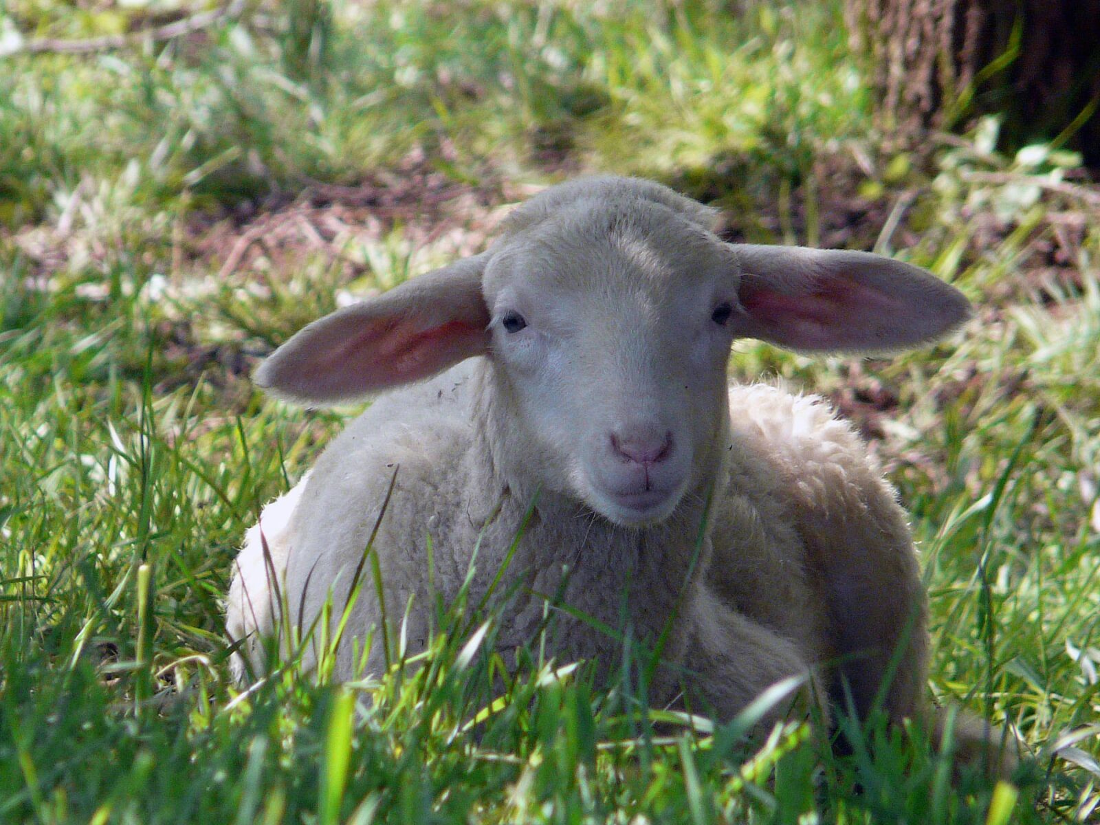 Panasonic DMC-FZ18 sample photo. Lamb, easter, sheep photography