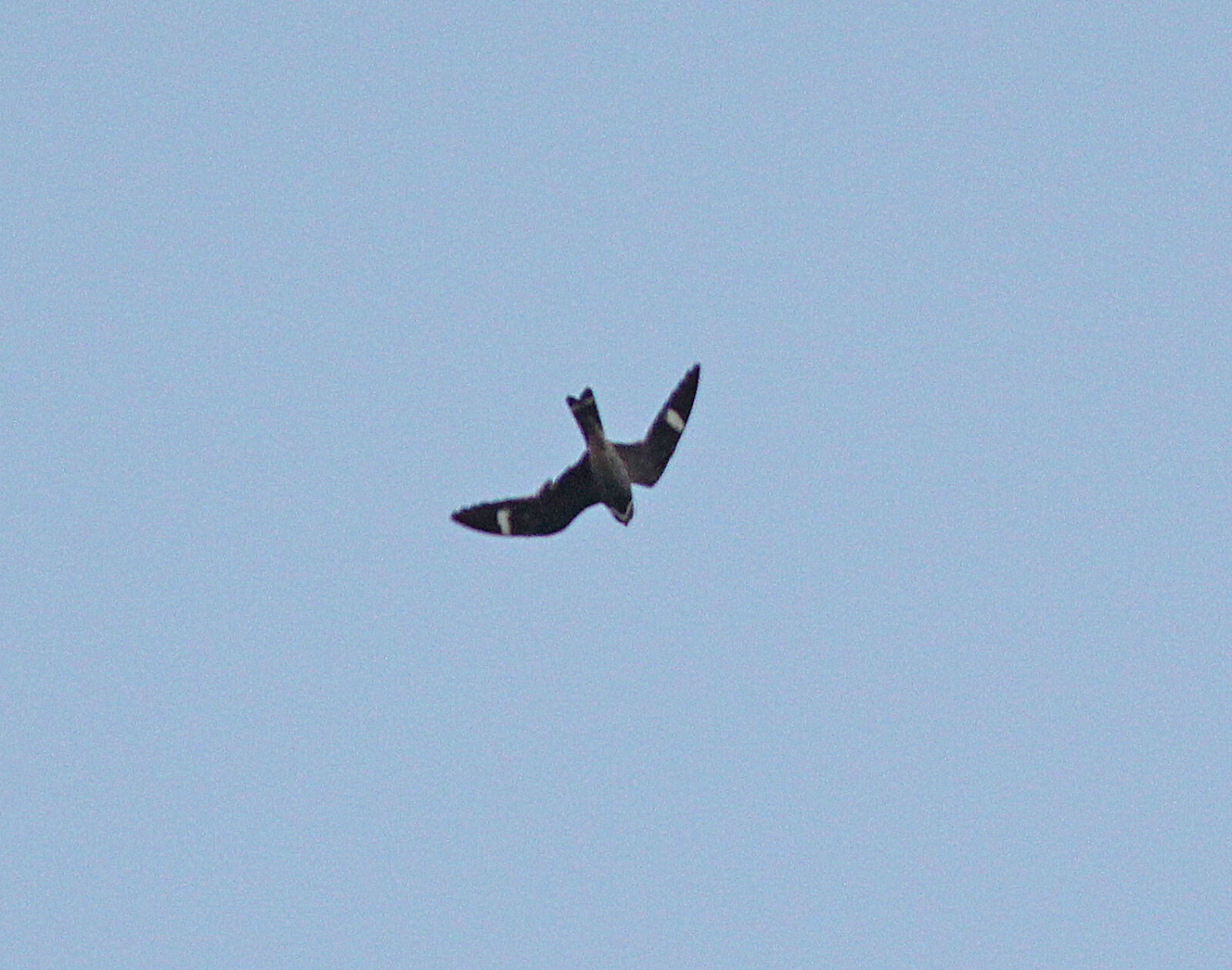 Canon EF 300mm F4L IS USM sample photo